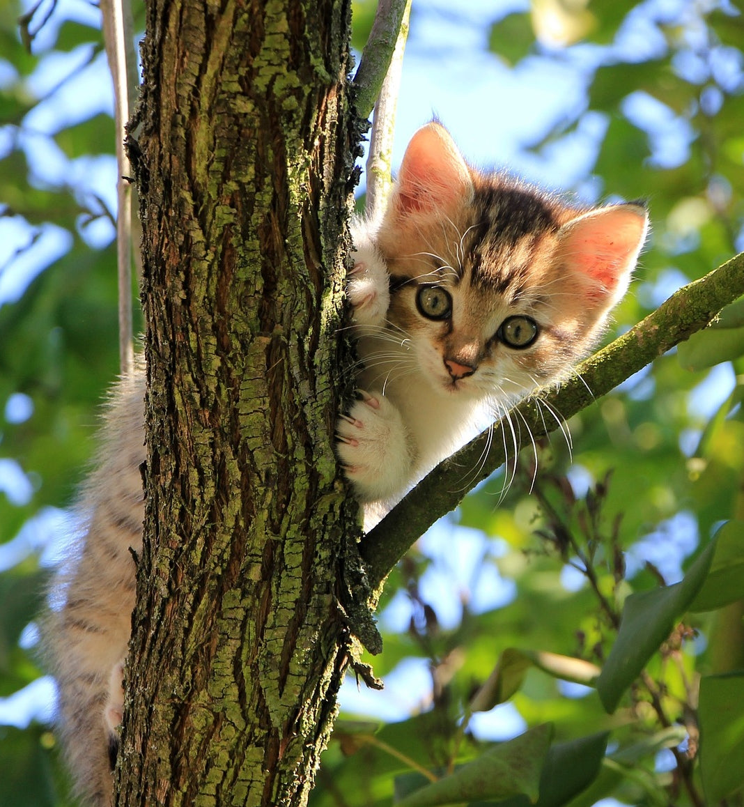 Purple Haze Boots Sole Design Studio